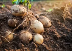 Naturaplaza Aardappel Vlokken Biologisch Hot