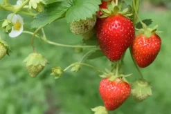 Naturaplaza Aardbeien Poeder Gevriesdroogd Biologisch Discount