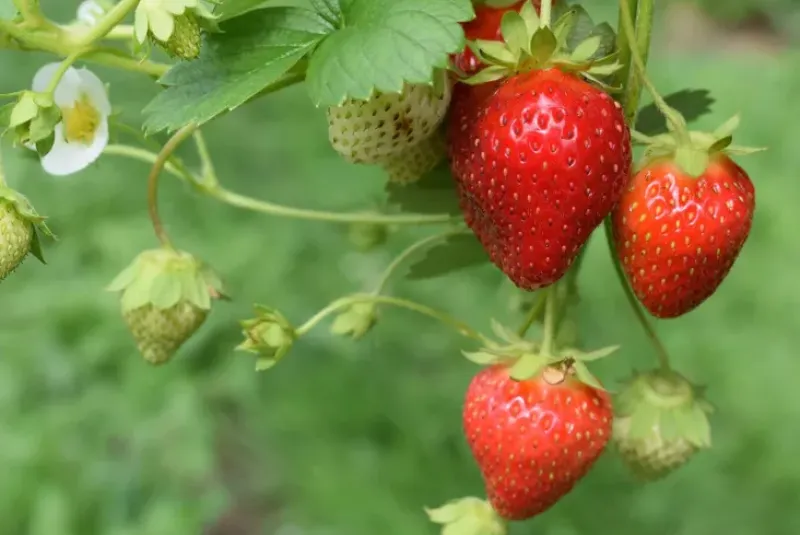 Naturaplaza Aardbeien Poeder Gevriesdroogd Biologisch Discount
