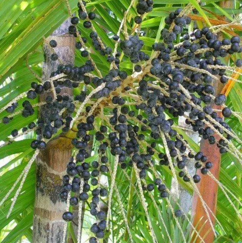 Naturaplaza Acai Poeder gevriesdroogd Biologisch Hot