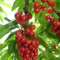 Naturaplaza Acerola Poeder Biologisch New
