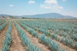Naturaplaza Agave Poeder Inuline Biologisch Online