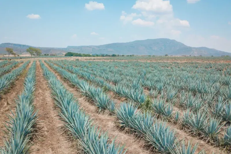 Naturaplaza Agave Poeder Inuline Biologisch Online