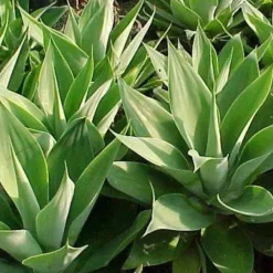 Naturaplaza Agavesiroop Licht Biologisch Fashion