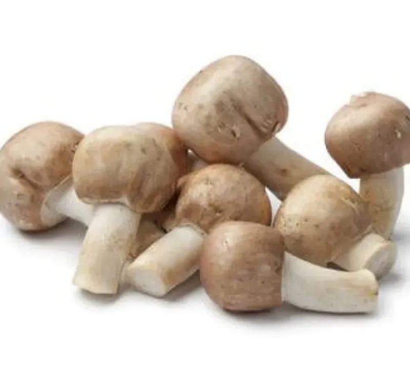 Naturaplaza Amandelpaddenstoel Poeder Agaricus Blazei Biologisch Sale