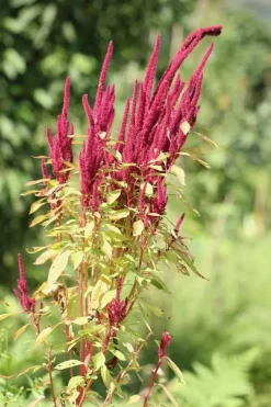 Naturaplaza Amaranth Zaden heel Biologisch Sale