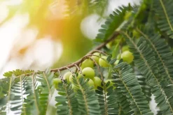 Naturaplaza Amla Poeder Biologisch Best