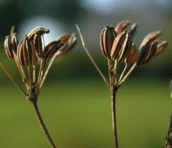 Naturaplaza Anijszaad heel Biologisch Outlet