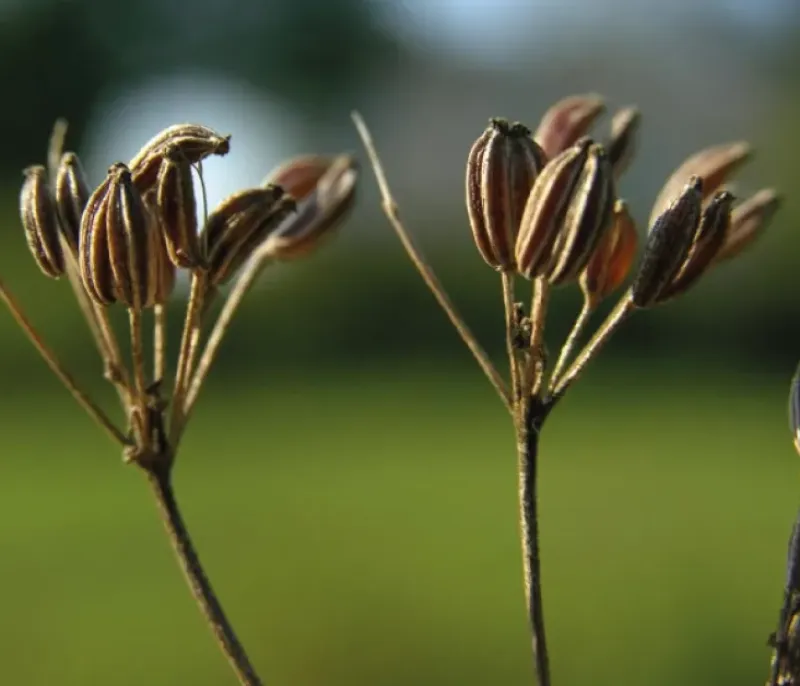 Naturaplaza Anijszaad heel Biologisch Outlet