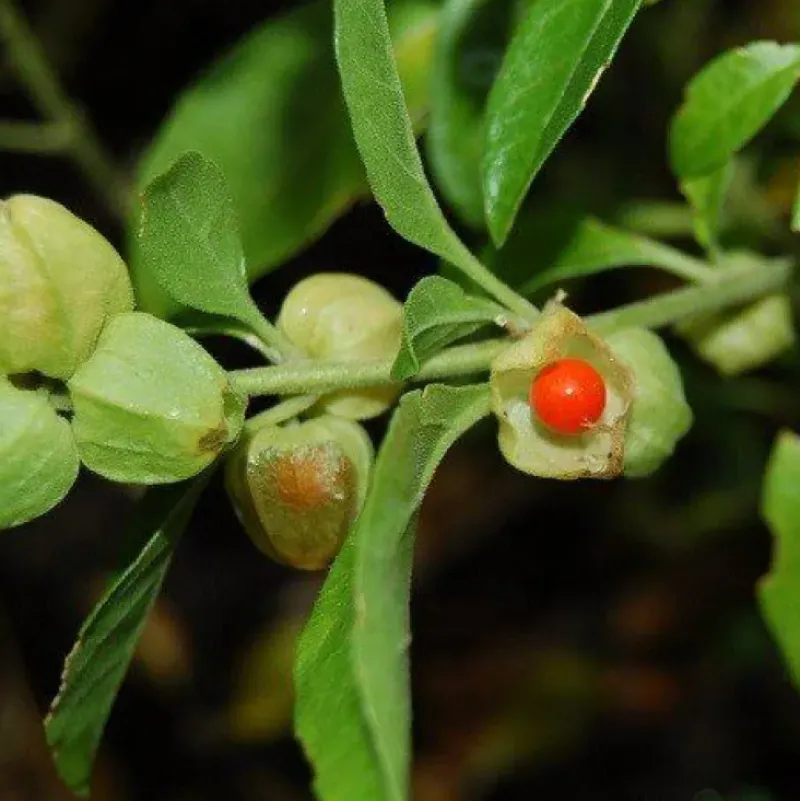 Naturaplaza Ashwagandha poeder Biologisch Online