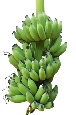 Naturaplaza Bananen Vlokken Biologisch Online