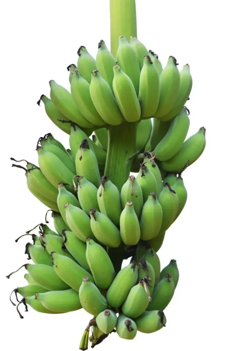Naturaplaza Bananen Vlokken Biologisch Online