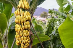 Naturaplaza Bananen Vlokken Biologisch Online