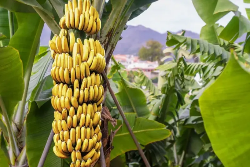 Naturaplaza Bananen Vlokken Biologisch Online