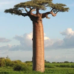 Naturaplaza Baobab Poeder Biologisch New