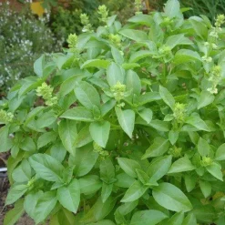 Naturaplaza Basilicum Poeder kiemarm Biologisch Outlet