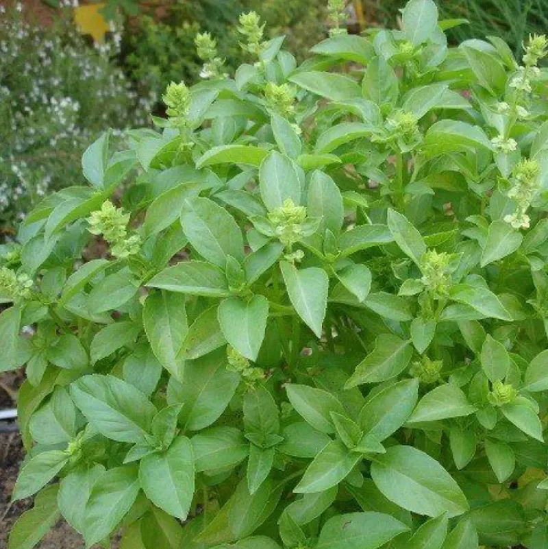 Naturaplaza Basilicum Poeder kiemarm Biologisch Outlet