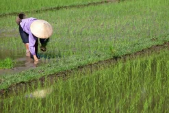 Naturaplaza Basmati Rijst Wit Biologisch New