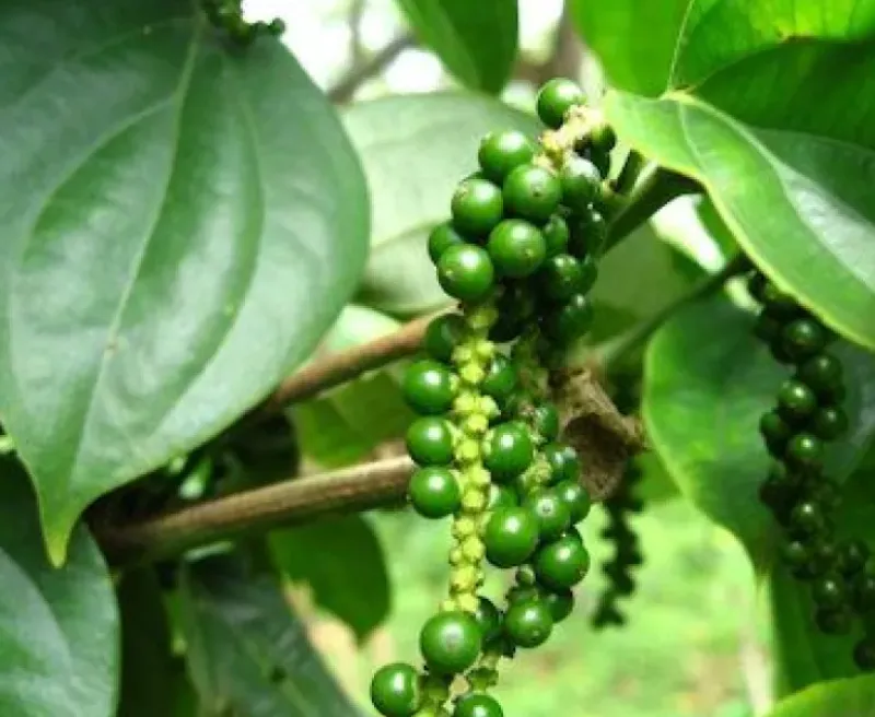 Naturaplaza Bonte peper India & Brazillië Biologisch Best