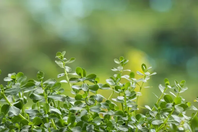 Naturaplaza Brahmi Poeder Biologisch Outlet
