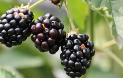 Naturaplaza Bramenpoeder Gevriesdroogd Biologisch Fashion