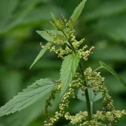 Naturaplaza Brandnetel poeder Biologisch Hot