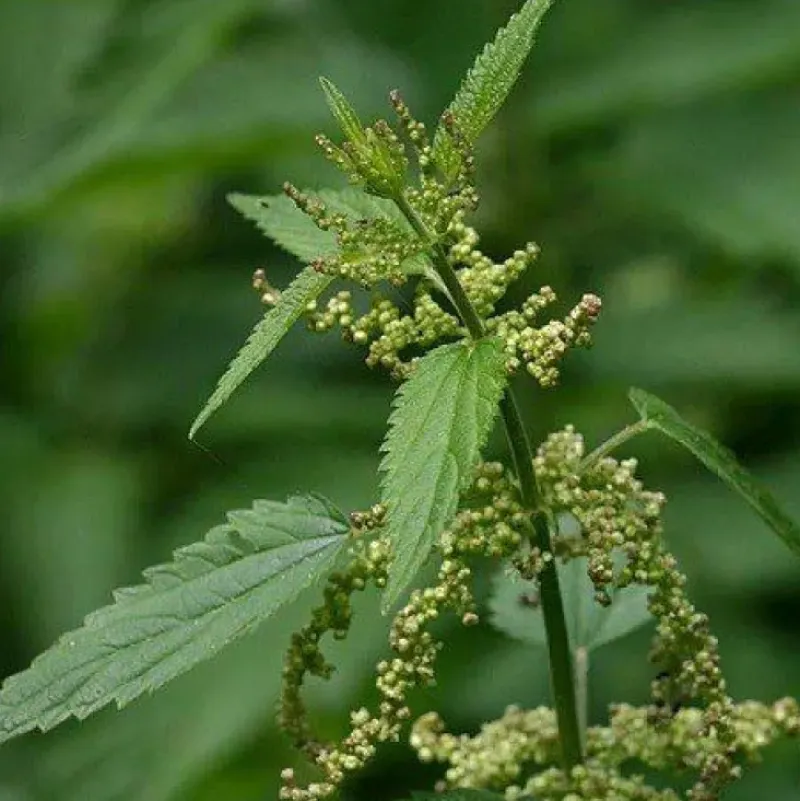 Naturaplaza Brandnetel poeder Biologisch Hot