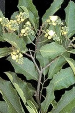 Naturaplaza Brazaliaanse Paranoten Medium Biologisch Online