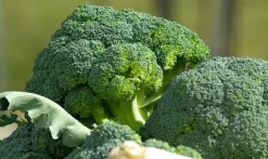 Naturaplaza Broccoli Poeder Biologisch Best