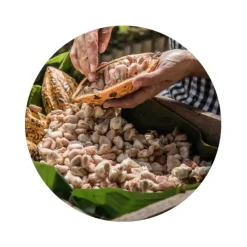 Naturaplaza Cacao Pasta Raw Biologisch 5 kg Plaat Best