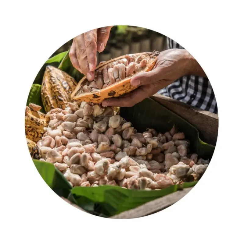 Naturaplaza Cacaobonen Raw Biologisch Sale
