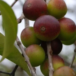 Naturaplaza Camu Camu Poeder Biologisch Online
