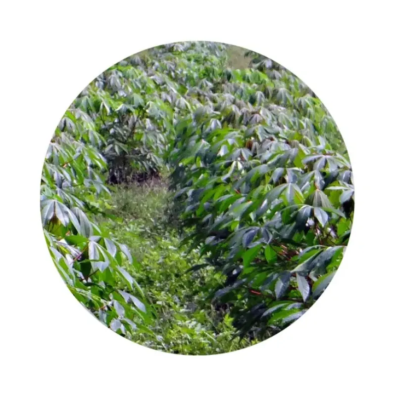 Naturaplaza Cassavemeel Wit Biologisch Best