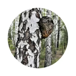 Naturaplaza Chaga Extract 30% Biologisch Fashion