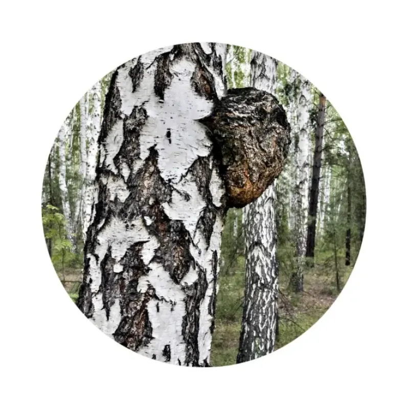 Naturaplaza Chaga Extract 30% Biologisch Fashion