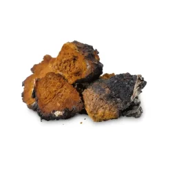 Naturaplaza Chaga Extract 30% Biologisch Fashion