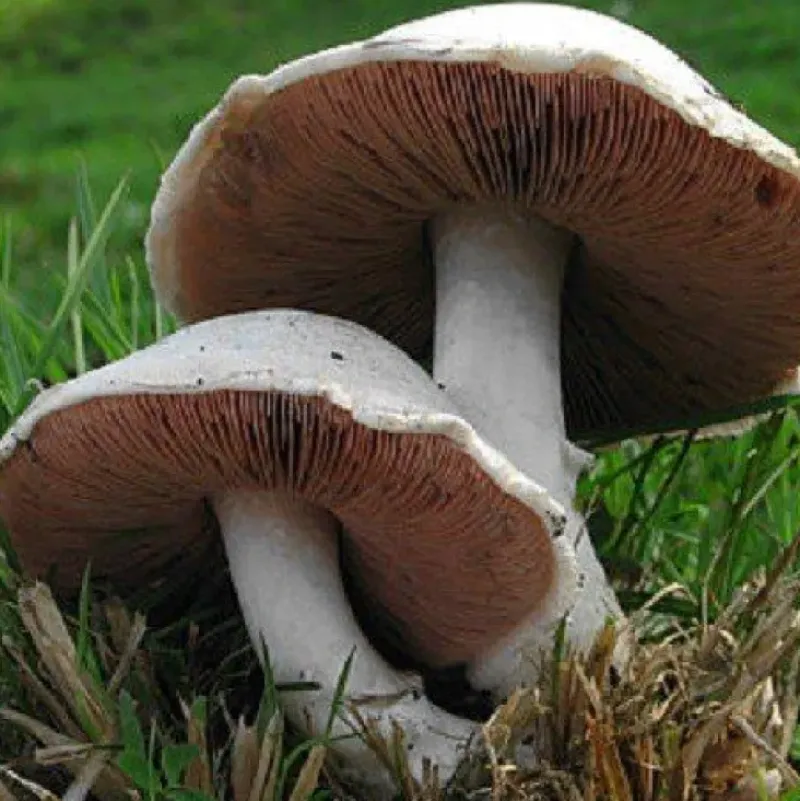 Naturaplaza Champignon Poeder Agaricus camprestis Biologisch Best