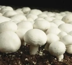 Naturaplaza Champignon Poeder Agaricus Bisporus Biologisch Outlet
