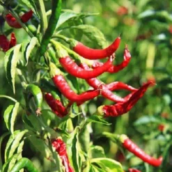 Naturaplaza Chili Poeder Medium 13.000 SHU kiemarm Biologisch Online