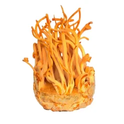 Naturaplaza Cordyceps Sinensis Extract 30% Biologisch Discount