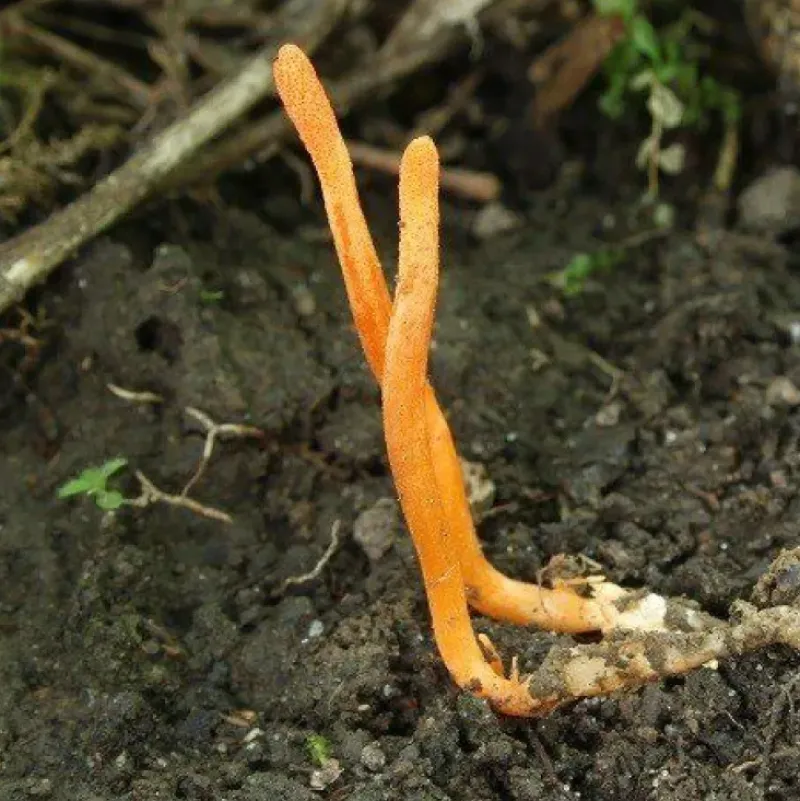 Naturaplaza Cordyceps Sinensis Paddenstoel Poeder Biologisch Discount