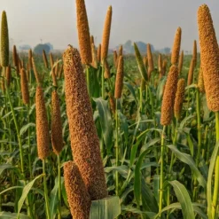 Naturaplaza Couscous Spelt Volkoren Biologisch Online