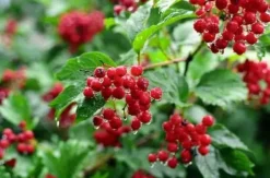 Naturaplaza Cranberries Gezoet Biologisch Online