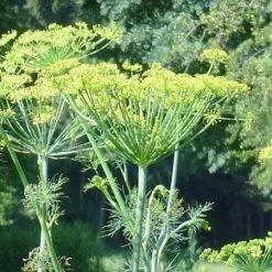 Naturaplaza Dilletoppen Heel Industriekwaliteit Biologisch Best