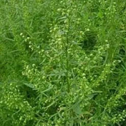 Naturaplaza Dragon Gesneden Biologisch Online