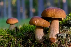 Naturaplaza Eekhoorntjesbrood Granulaat 1-4 mm Boletos Biologisch Online