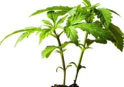 Naturaplaza Eiwit Blend (Hennep - Erwt - Rijst) Biologisch (75% Proteïne) Outlet