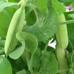 Naturaplaza Erwten Eiwit Poeder Biologisch (80% Proteïne) Fashion