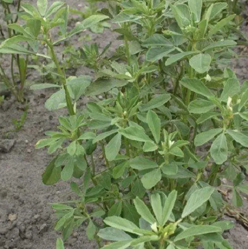 Naturaplaza Fenegriekzaad Poeder kiemarm Biologisch Clearance