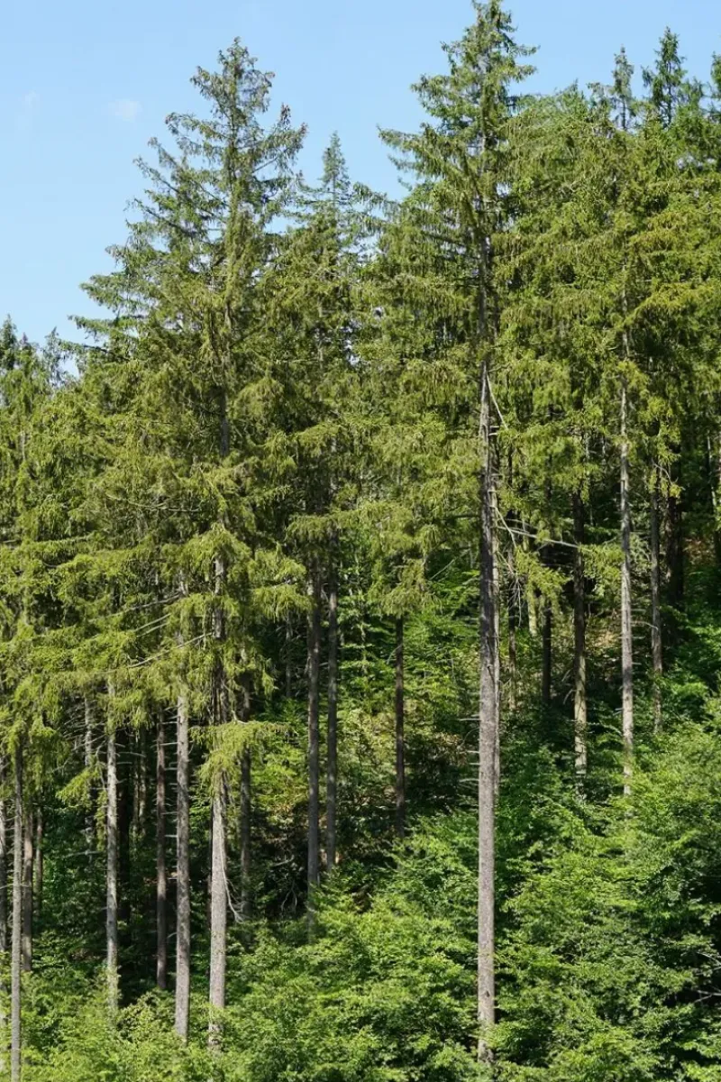 Naturaplaza Fijnspar Dennennaalden Thee Picea Abies Clearance